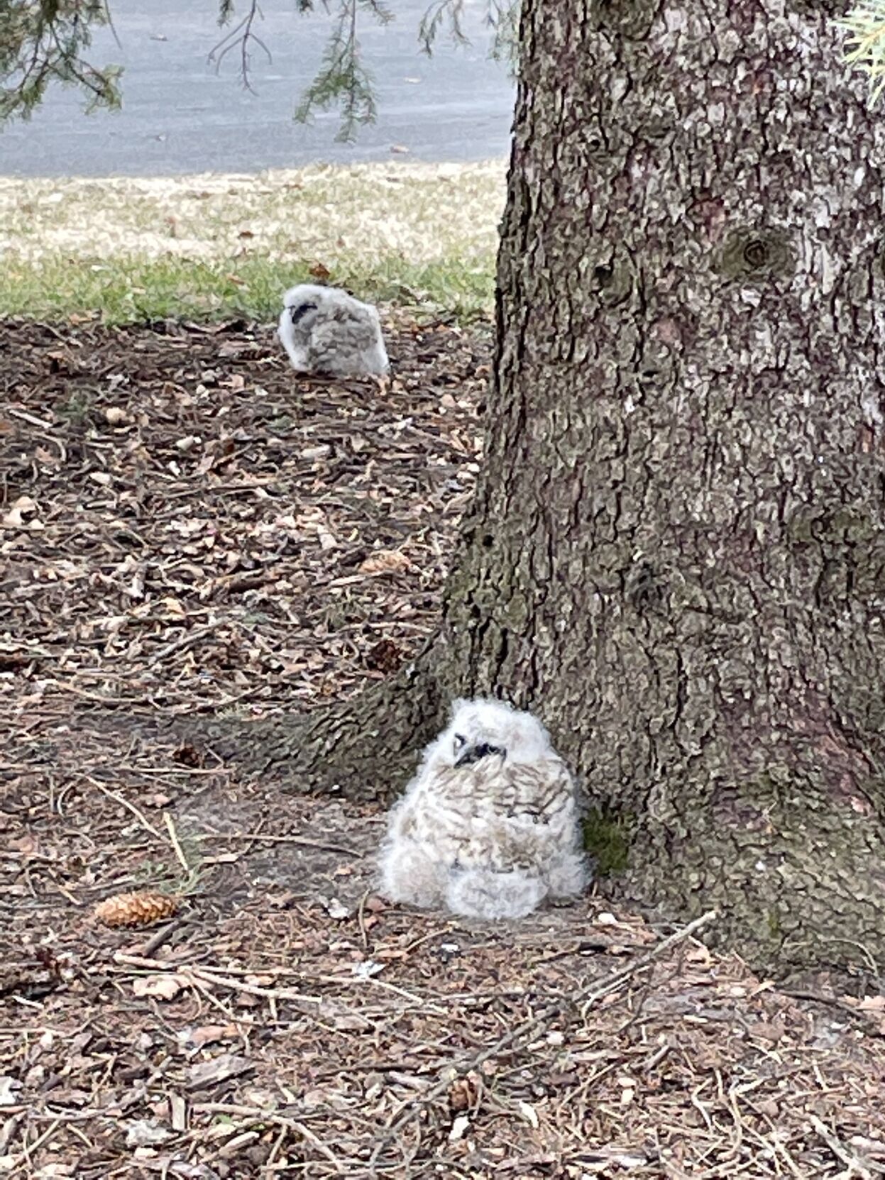 ank_owlets_jeff-2.jpeg